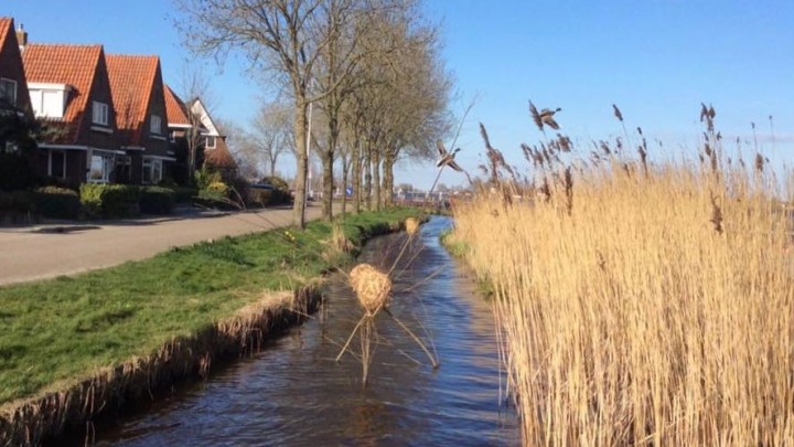De strook 'aangeslibd land' met rietgroei langs de Meersweg. (Foto: Tsjitske Knol)